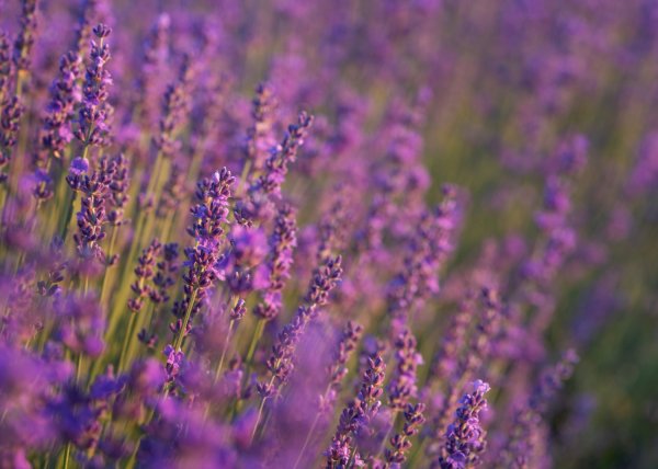 Lavanda voli toplu i suhu zemlju