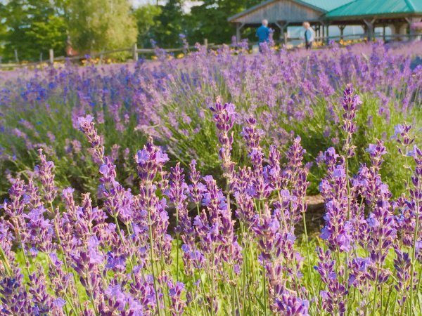 Lavanda ne voli vlažne uvjete