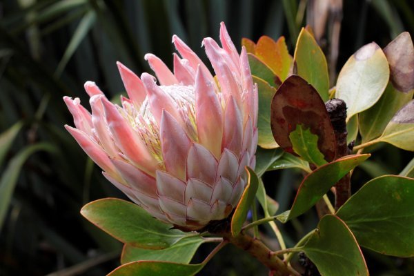 Protea