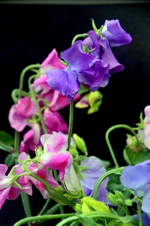Slatki grašak (Lathyrus odoratus)
