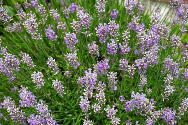 Lavanda je izdržljiva mediteranska biljka