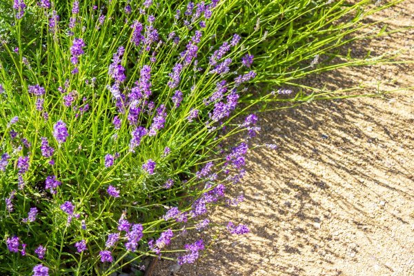 Lavanda