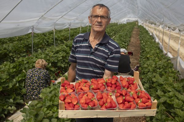 Plantaža jagoda Biba