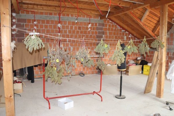 U Gornjem Desincu zaplijenjen laboratorij za uzgoj, marihuana, gljive i kaktusi