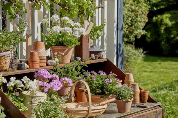 Pelargonije su savršen izbor za sunčane terase, balkone, verande i dvorišta
