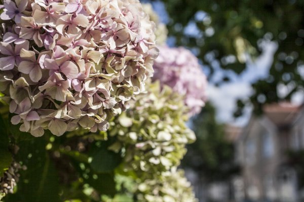 Hortenzije zalijevajte ranije ujutro ili iza 19 sati