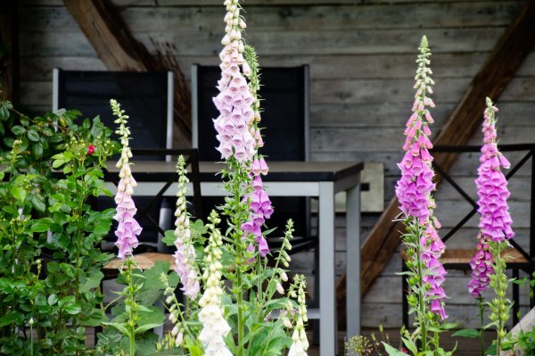 Naprstak (Digitalis purpurea)
