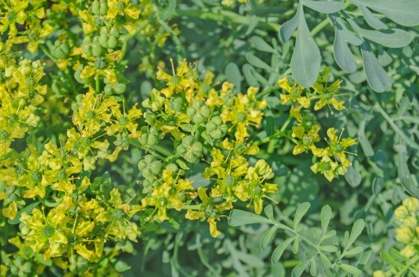 Ruta graveolens