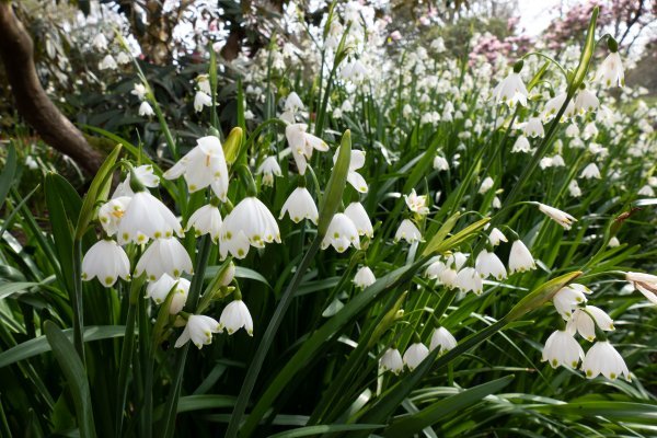 Đurđice (Convallaria majalis)