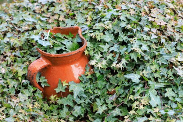 Bršljan (Hedera helix)
