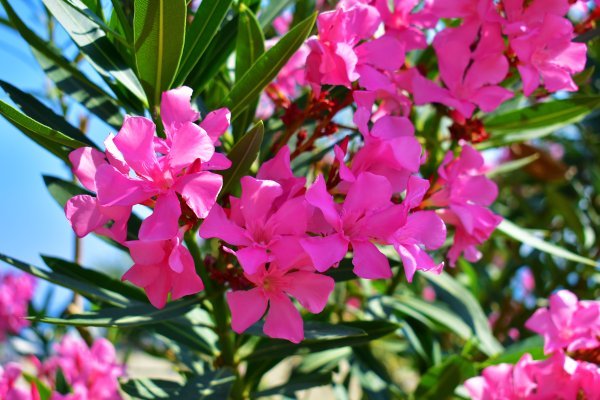 Oleander (Nerium oleander)