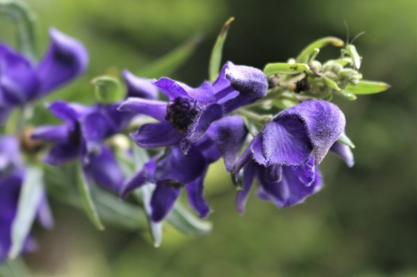 Vučja stopa (Aconitum napellus)