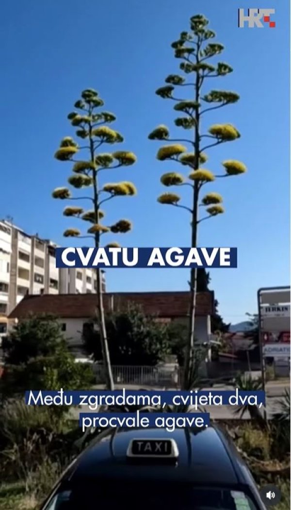 Agave u Zadru