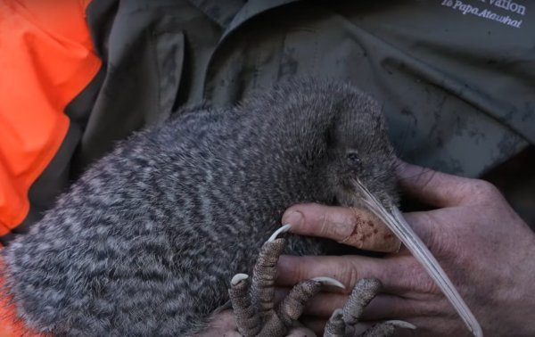 Kiwi pukupuku