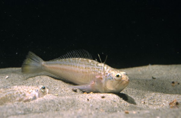 Echiichthys vipera - Morski pauk