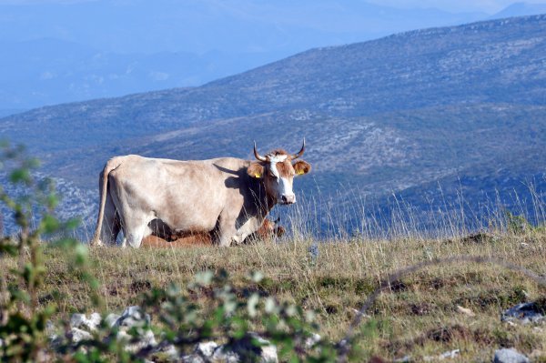Šok za stočare, stigao nalaz s Veterinarskog instituta: Sramota!