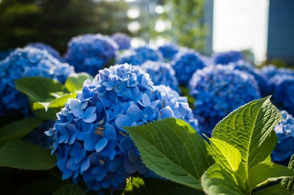 Za postizanje plave boje hortenzija najbolje je koristiti sumpor u prahu