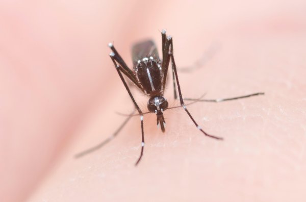 Komarci su uzročnici malarije