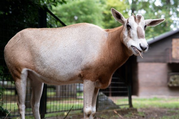 U Zoološki vrt Zagreb stigla mala oriksica