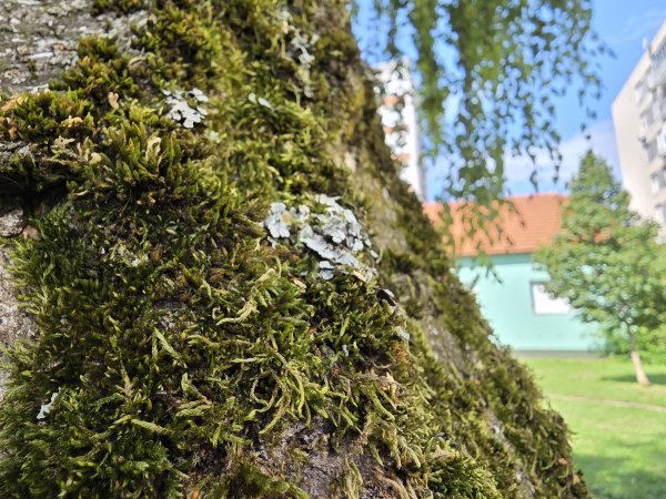 Samsung Galaxy Z Fold7 primjeri fotografija