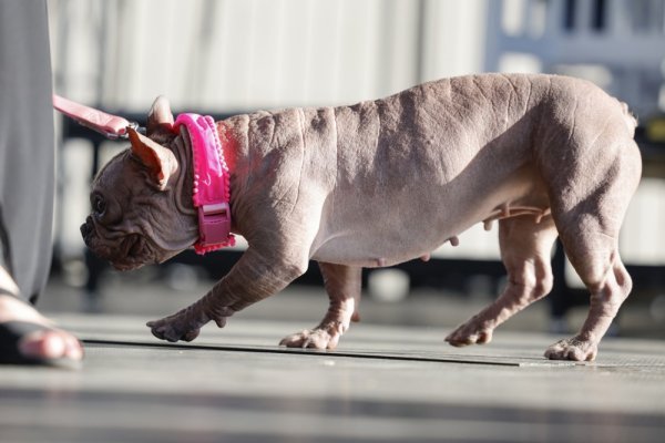 Petunia, najružniji pas na svijetu