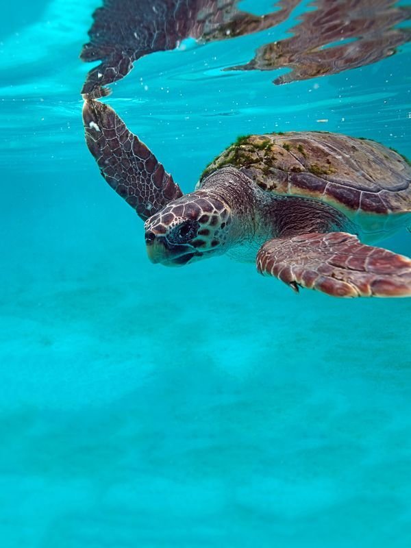 Foto: Goran Šafarek