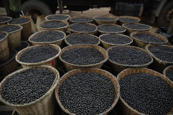 Visoka koncentracija antioksidanata čini acai bobice superhranom