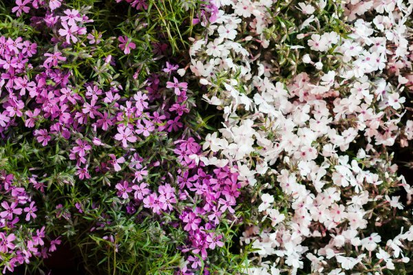 Gaura
