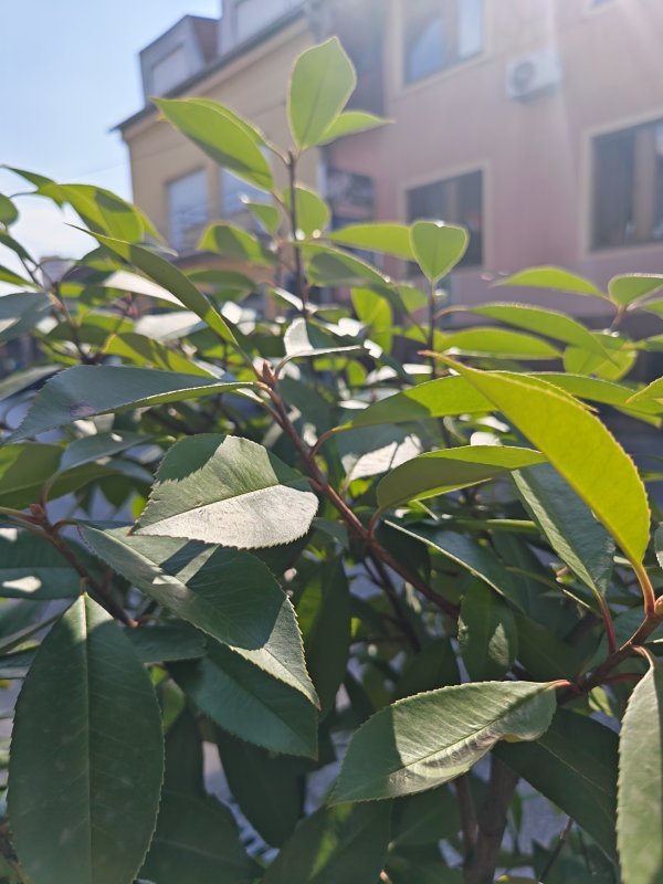 Honor Magic V5 primjeri fotografija