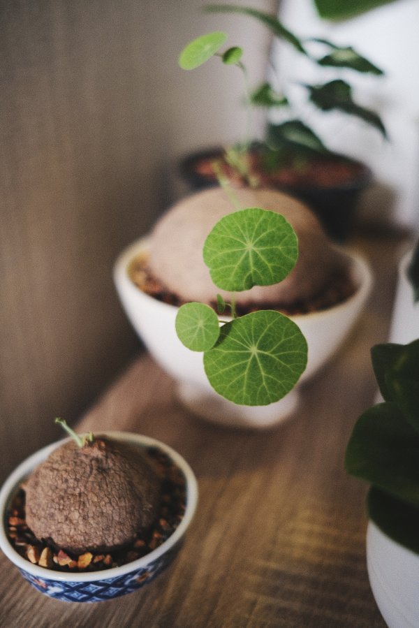 Kineski dolar ili Pilea peperomioides