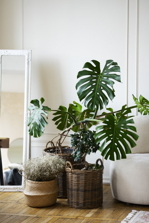 Monstera