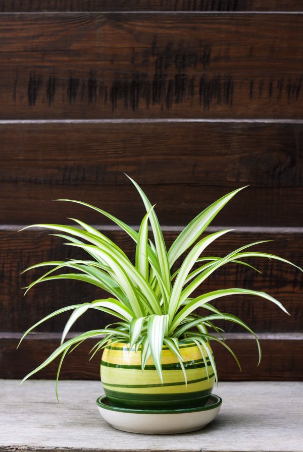 Spider plant ili Zeleni ljiljan