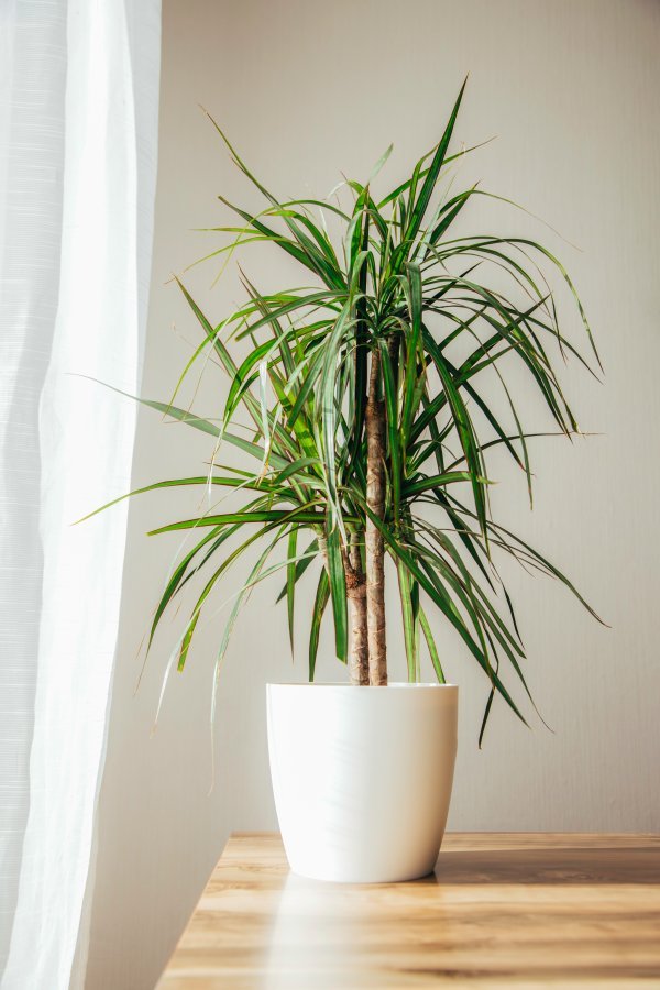 Zmajevac ili dracena