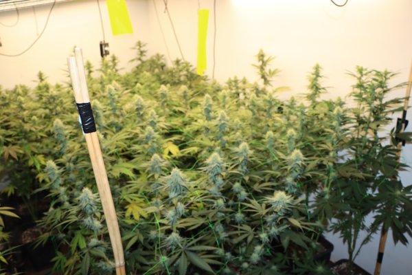 Pronađena marihuana