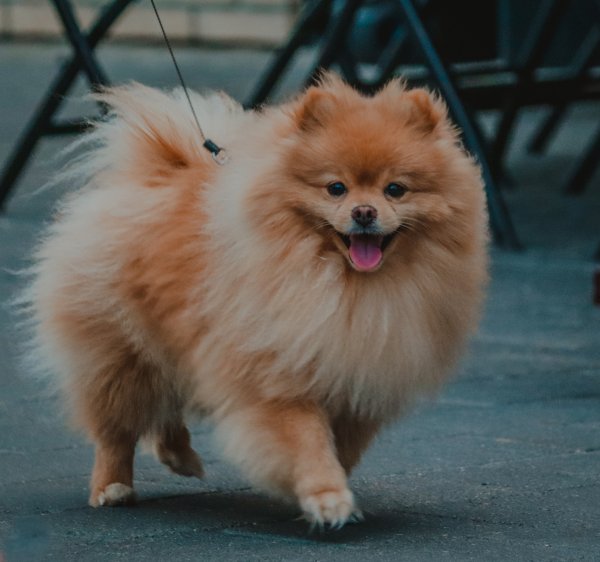 Pomeranac
