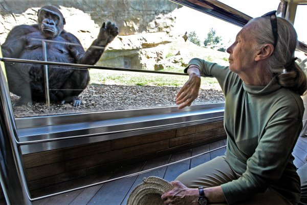 Jane Goodall