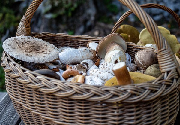 U šumu uvijek idite s pletenom košarom i nikad sami