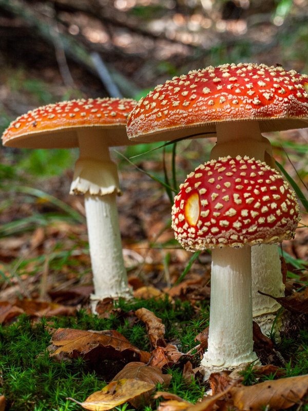 Puno gljiva je nejestivo i otrovno