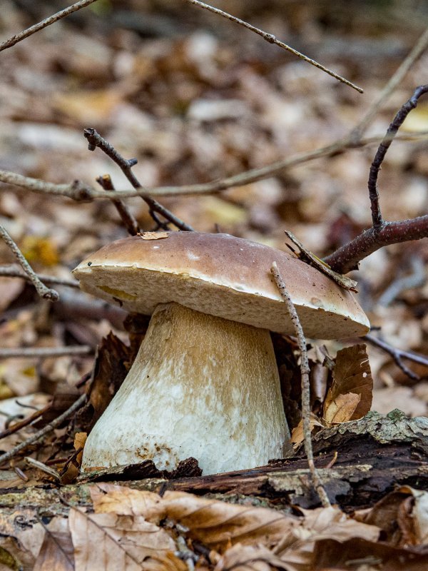 Poanta nije samo pokupiti vrganje i otići, kaže Raguzin