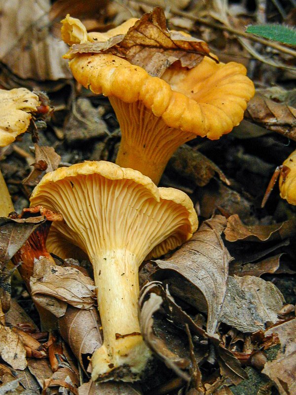 Najpopularniji su vrganj i lisičica