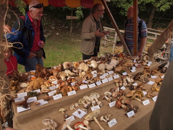 Udruge gljivara organiziraju izložbe i predavanja