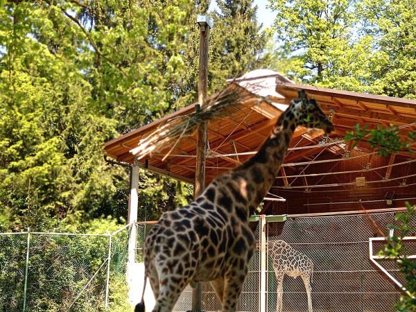 Žirafa u Zoološkom vrtu Ljubljana