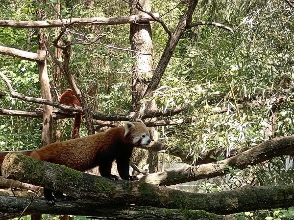 Crvena panda u Ljubljani