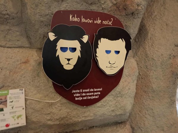 Pogledajte noć lavljim očima