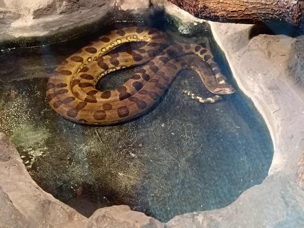 Jedna od brojnih zmija u Zagreb Zoo