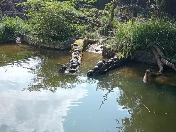 Zoološki vrt u Zagrebu pravi je raj za životinje koje vole vodu