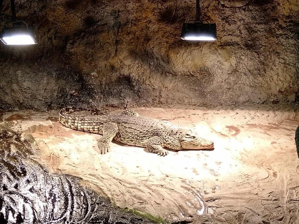 Krokodil u Zagrebu