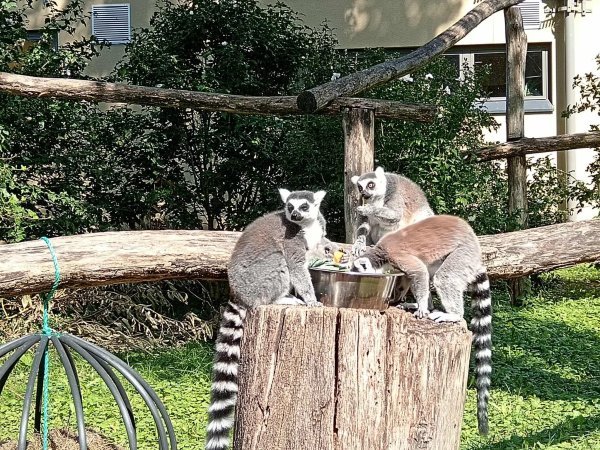 Lemuri uživaju u klopi