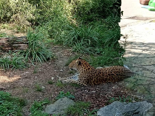 Leopard u Zagrebu