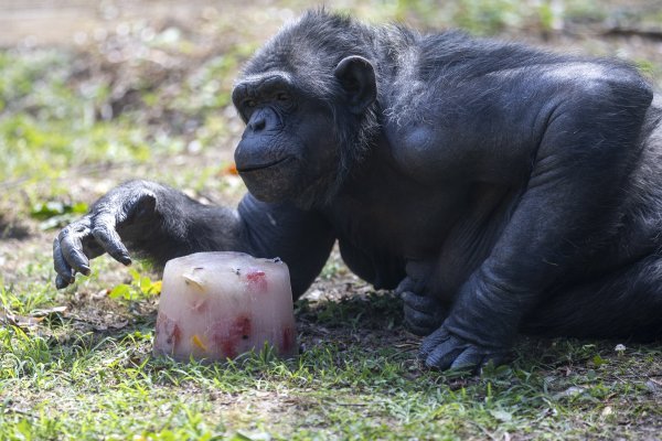 Čimpanza u ZOO vrtu u Osijeku